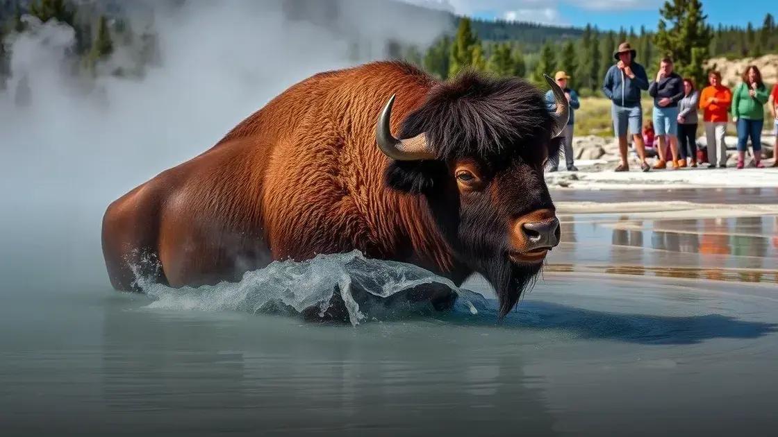 Bisão morre fervido em água termal diante de turistas no Parque Yellowstone