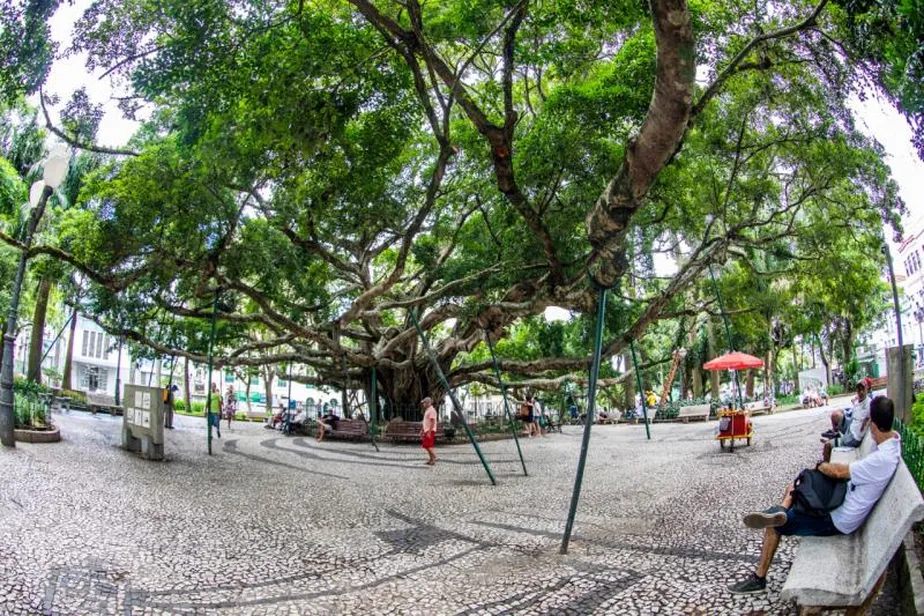 Figueira da Praça XV