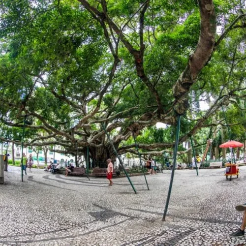 Figueira da Praça XV: DNA revela origem asiática da árvore centenária