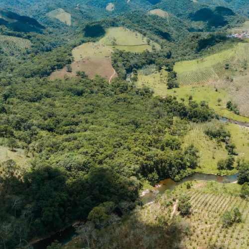 Brasil pode ampliar cobertura florestal em área equivalente a duas Suíças