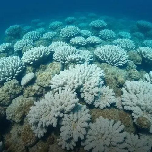 Morte de corais marca primeiro ponto de não-retorno climático do planeta